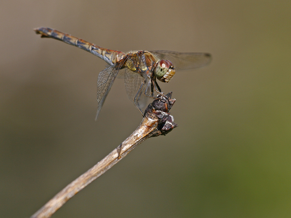 Libelle ND