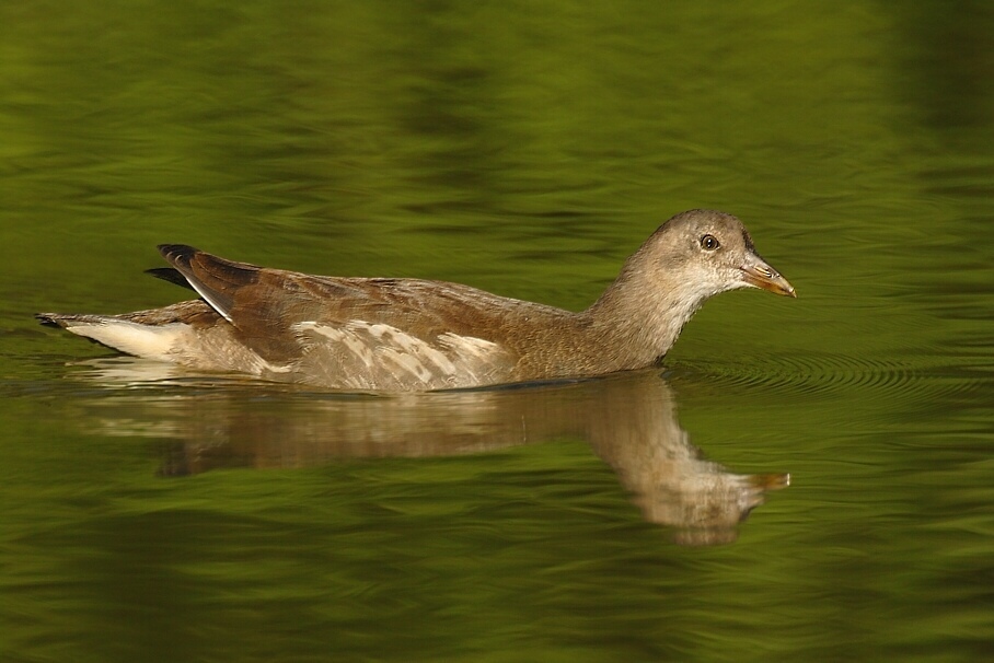 Teichhuhn ND