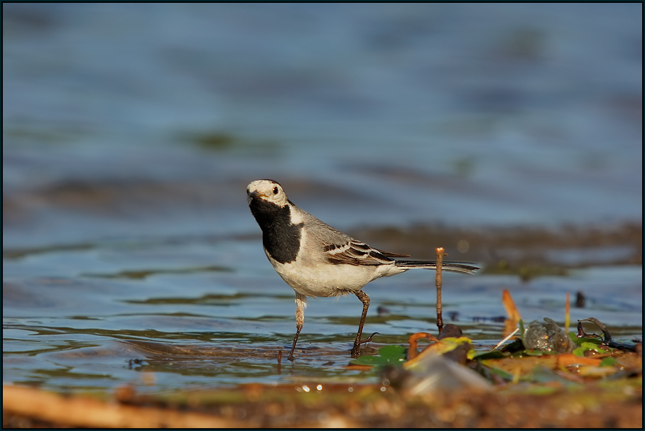 Bachstelze (Motacilla alba)