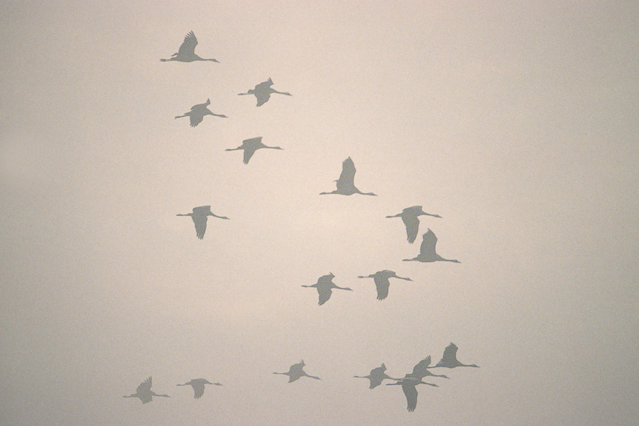 fliegende Kraniche im Morgennebel ND