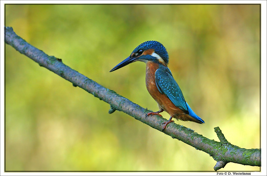 Eisvogel