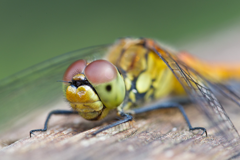 Die freundliche Libelle aus der Nachbarschaft