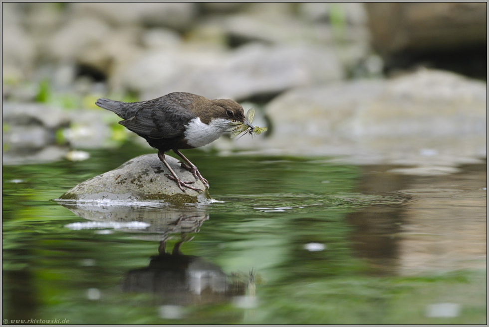 den Schnabel voll... Wasseramsel *Cinclus cinclus*