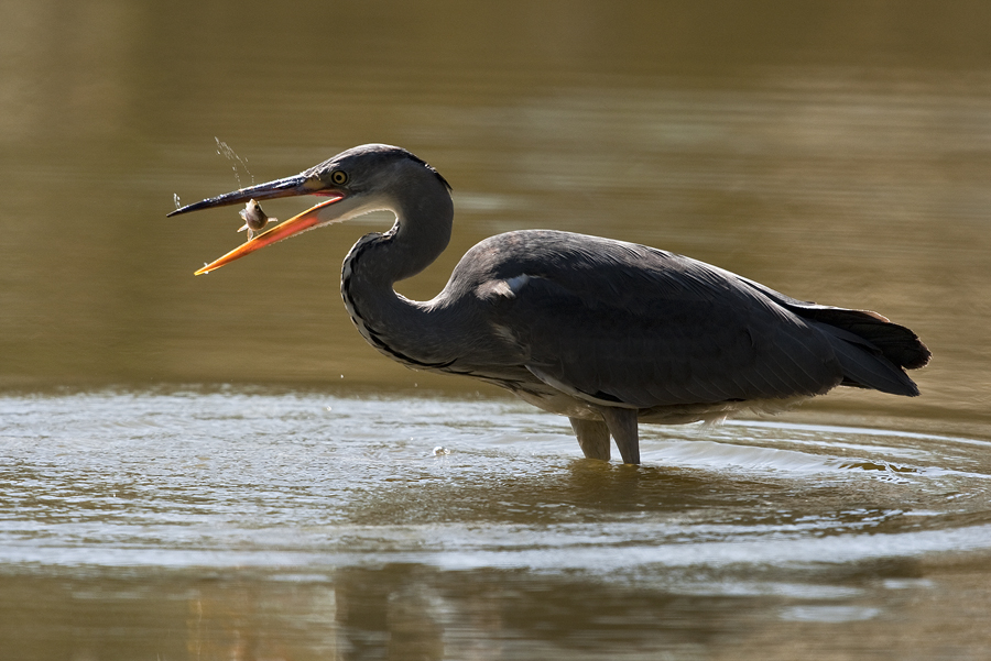 Graureiher beim Fischfang