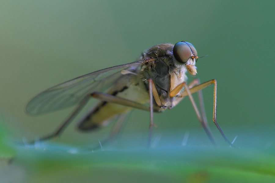 Schnepfenfliegenporträt