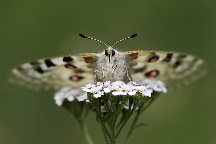 Apollo mal aus anderer Sicht