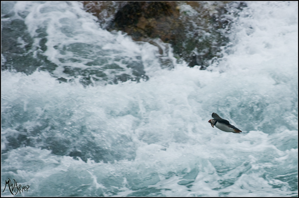 Orkney Puffin (Papageientaucher)