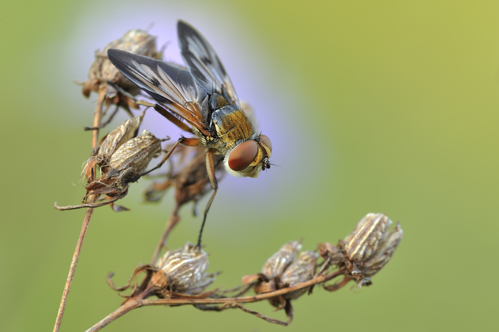 Raupenfliege vor Skabiose