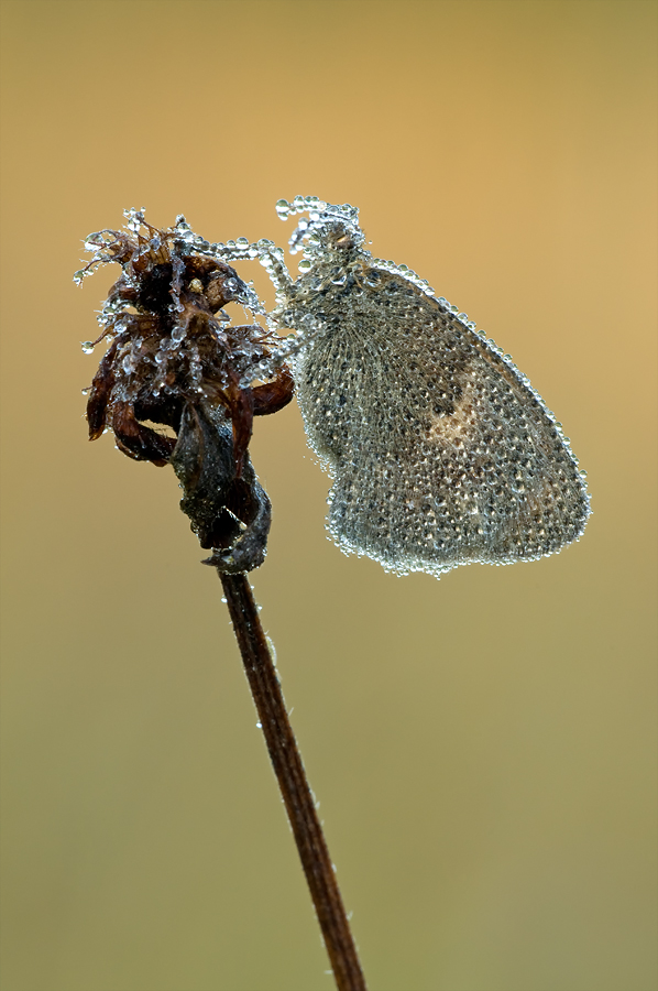 Kleiner Wiesenvogel