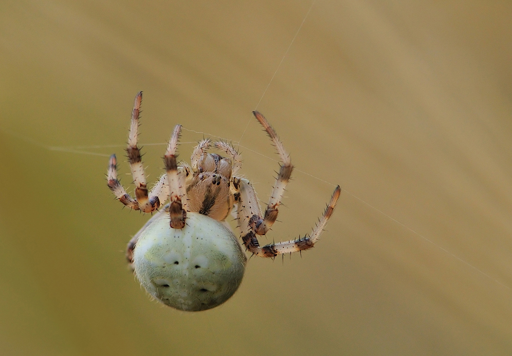 Vierpunkt-Kreuzspinne (Araneus quadratus)