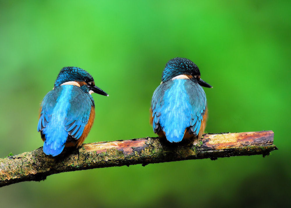 Duo