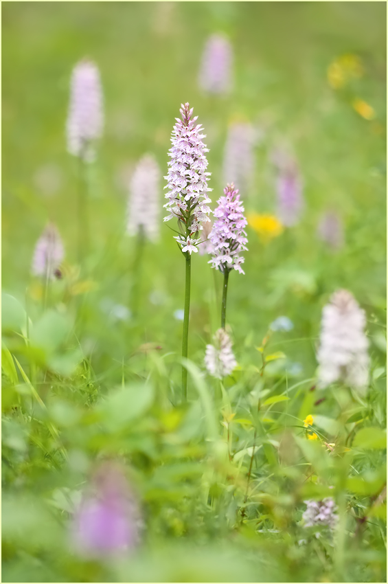 Erinnerung an meinen Orchideen-Weg