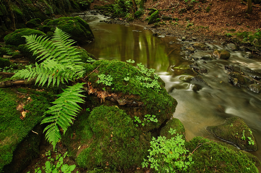 Farn Steine Wasser (Forum für Naturfotografen)