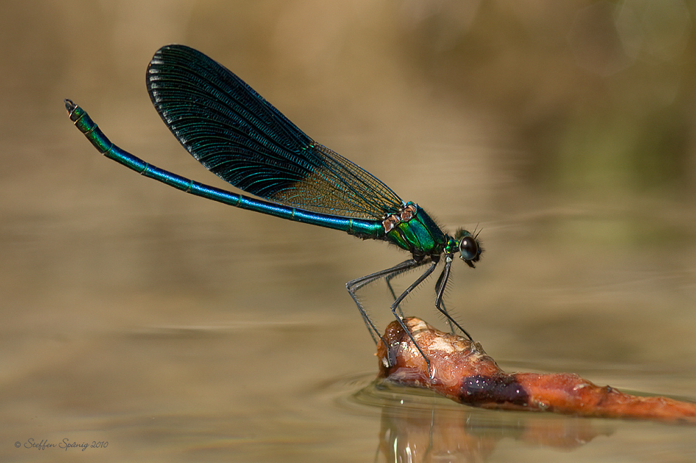 "Calopteryx xanthostoma"...