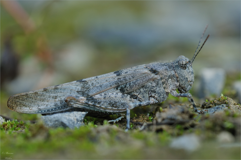 Sphingonotus caerulans