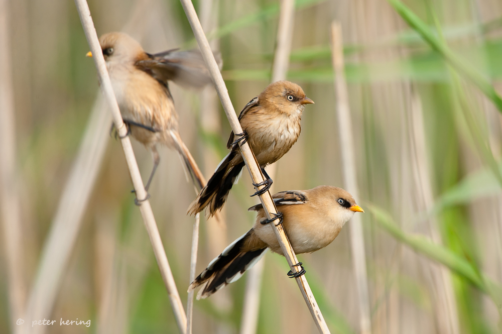 Trio