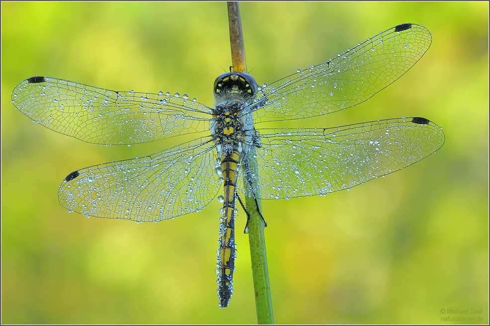 Schwarze Heidelibelle (Sympetrum danae)