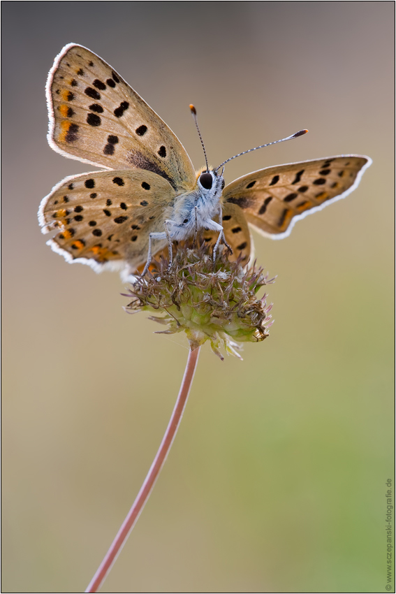 ~ Brauner Feuerfalter (Lycaena tityrus) ~