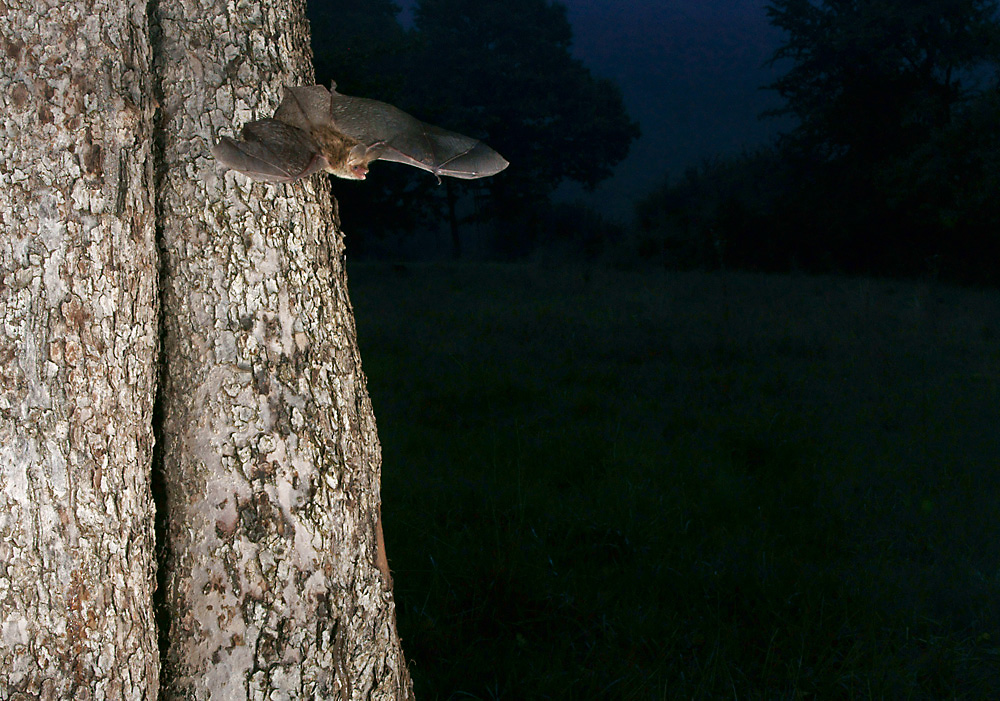 Bechsteinfledermaus beim Ausflug