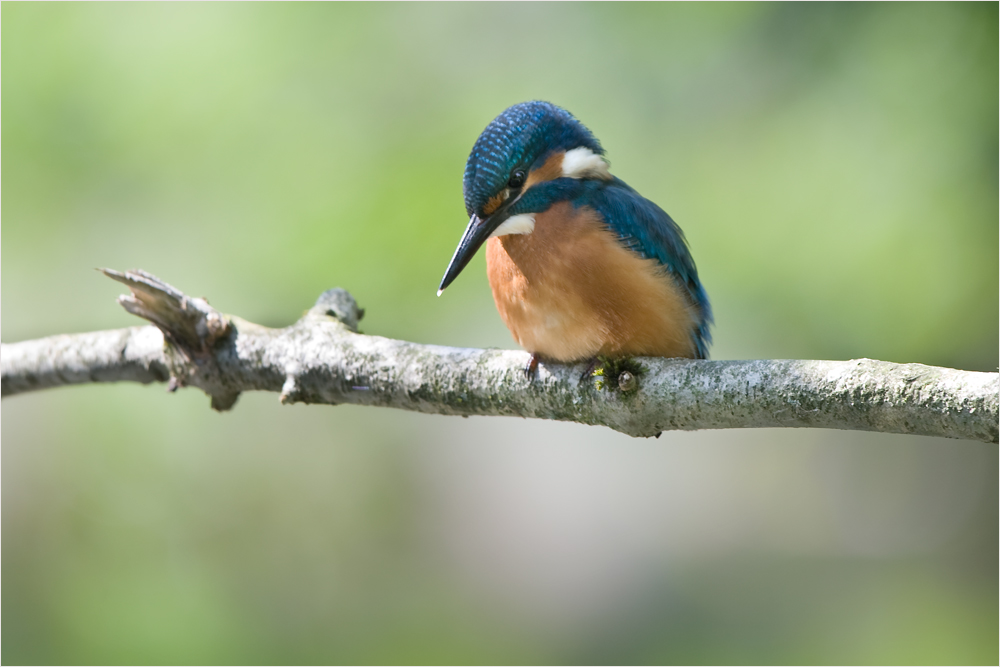 Jungvogel