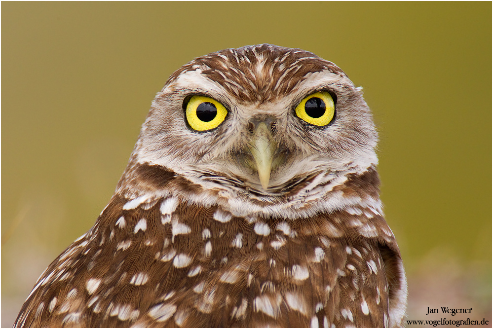 Große Augen - Kaninchenkauz (Athene cunicularia) Burrowing Owl