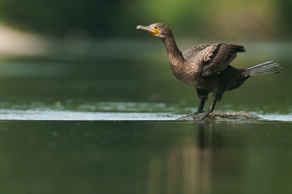 kormoran