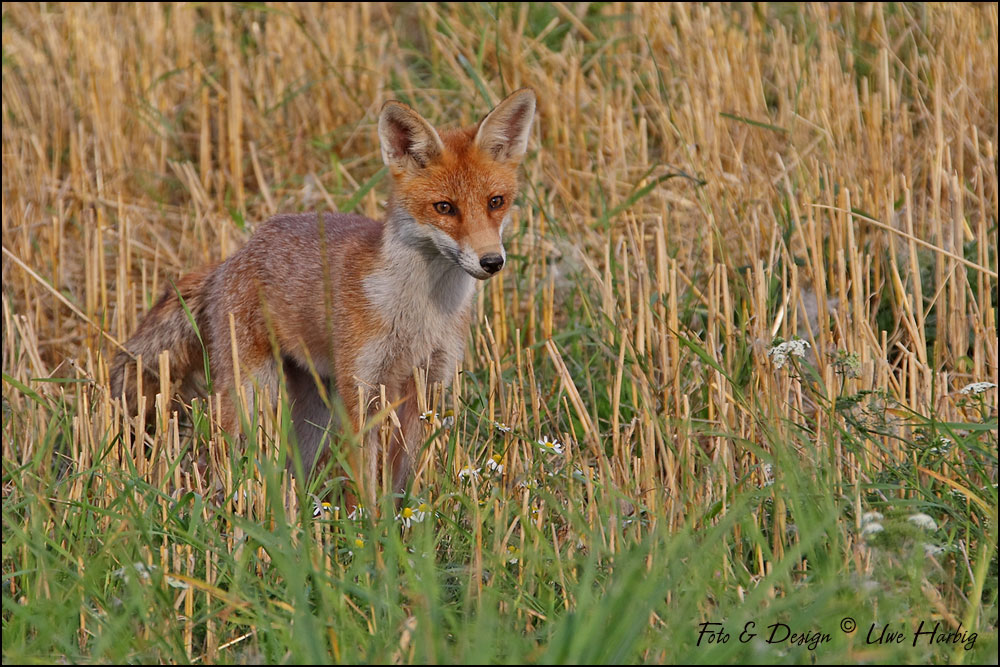 Jungfuchs auf der Mäusejagd