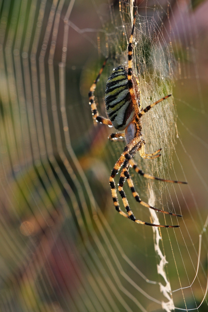 Spinne am Morgen...