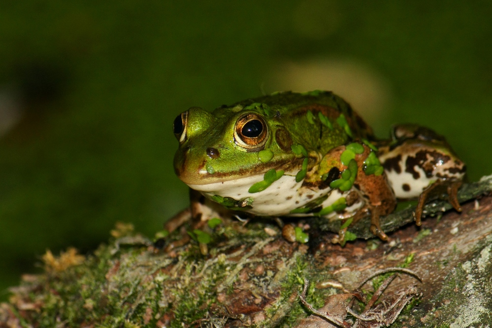 Frosch