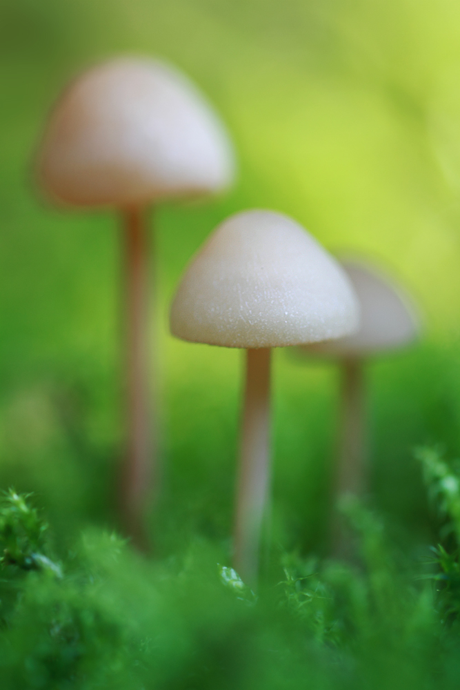 Drei Männlein stehn im Walde