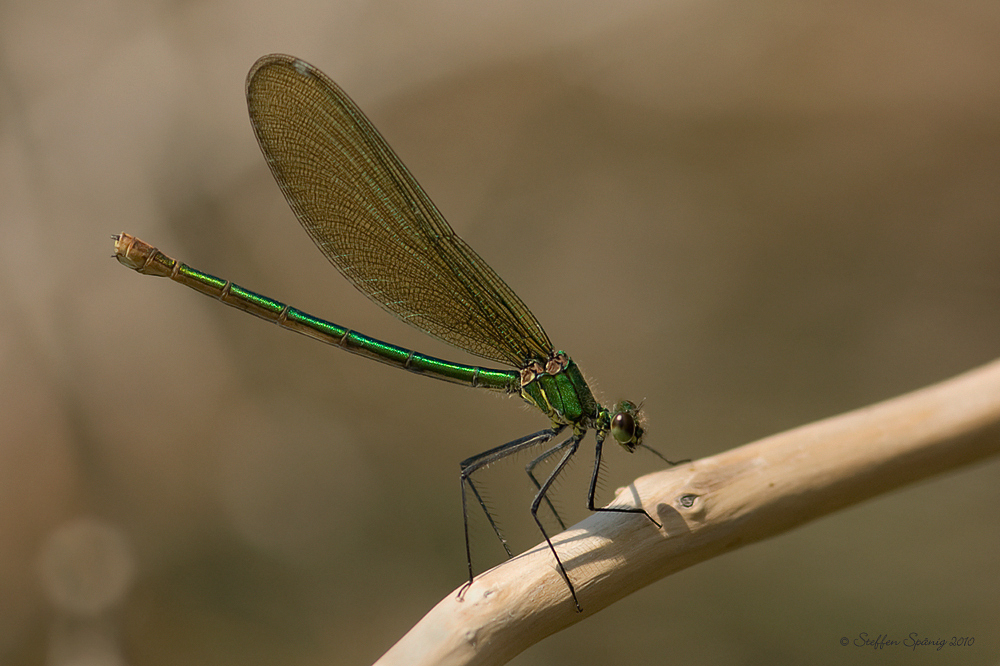 "Calopteryx xanthostoma" - Weibchen ...