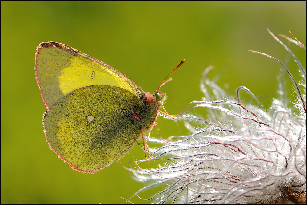 Hochmoorgelbling - Colias palaeno