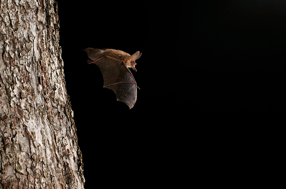 Bechsteinfledermaus beim Ausflug 3