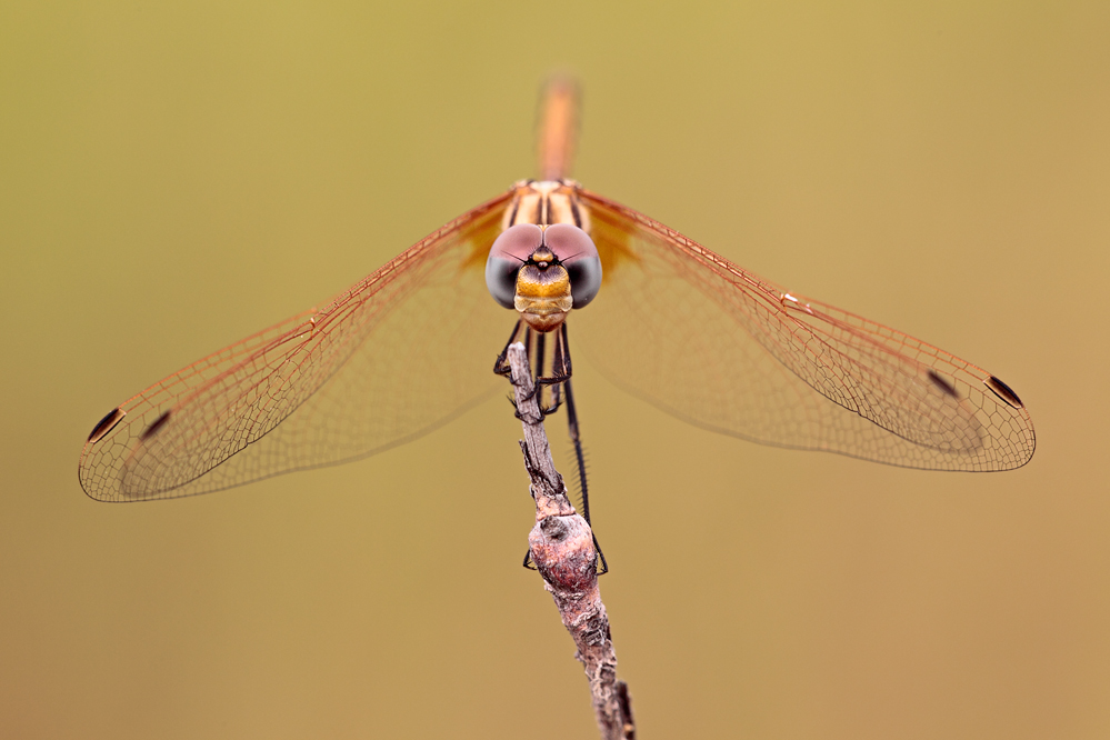 Rotader-Sonnenzeiger (Trithemis arteriosa)