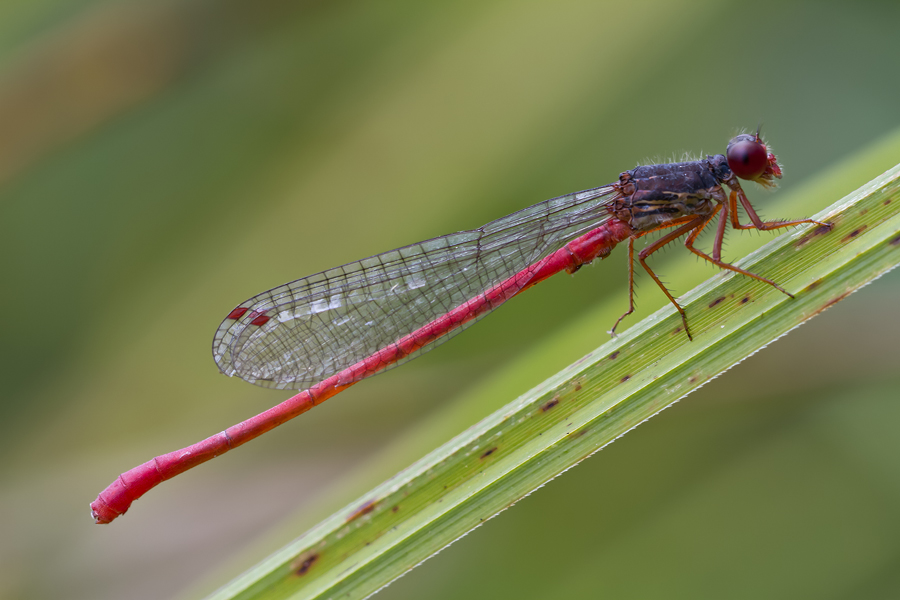 Männchen der Späten Adonislibelle (Ceriagrion tenellum)