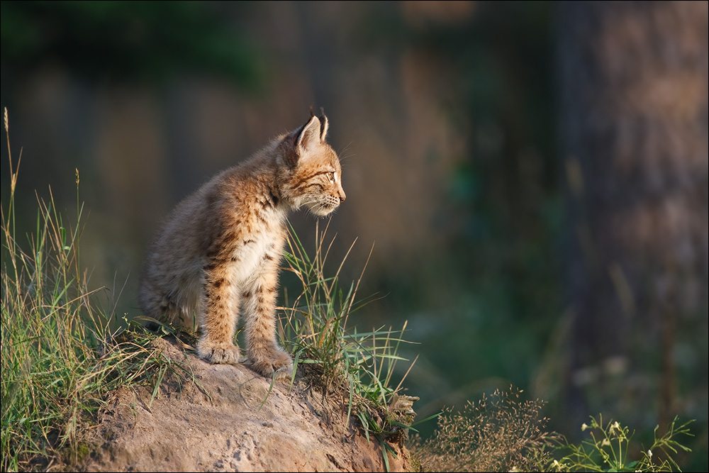 luchs im abendlicht