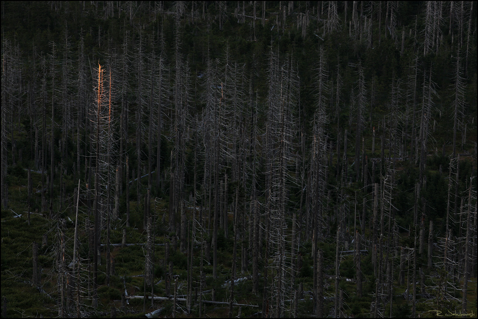 Dead Forest