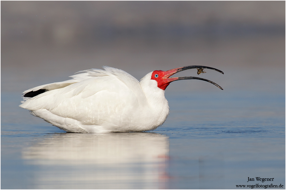 Schneesichler (Eudocimus albus) White Ibis