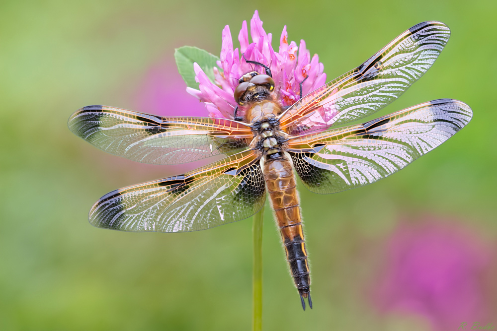 Vierflecklibelle, Libellula quadrimaculata