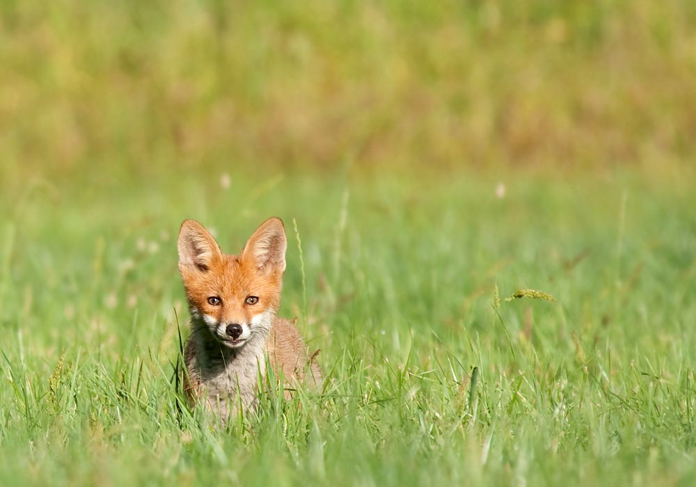 Sommerfuchs