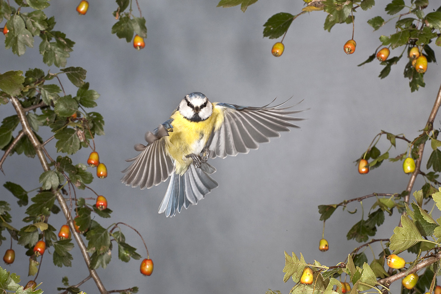 Blaumeise im Flug (Forum für Naturfotografen)