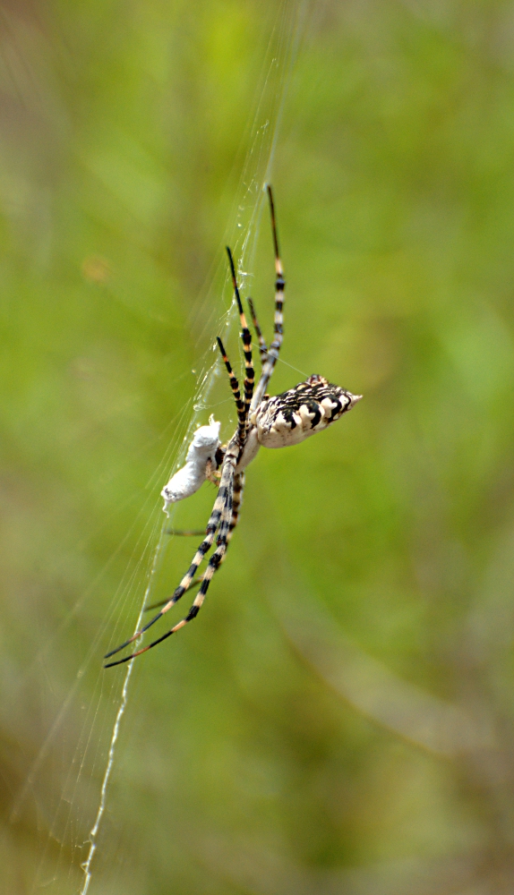 Die Radnetzspinne (Argiope lobata)