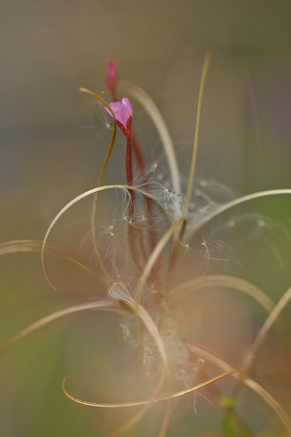 Epilobium