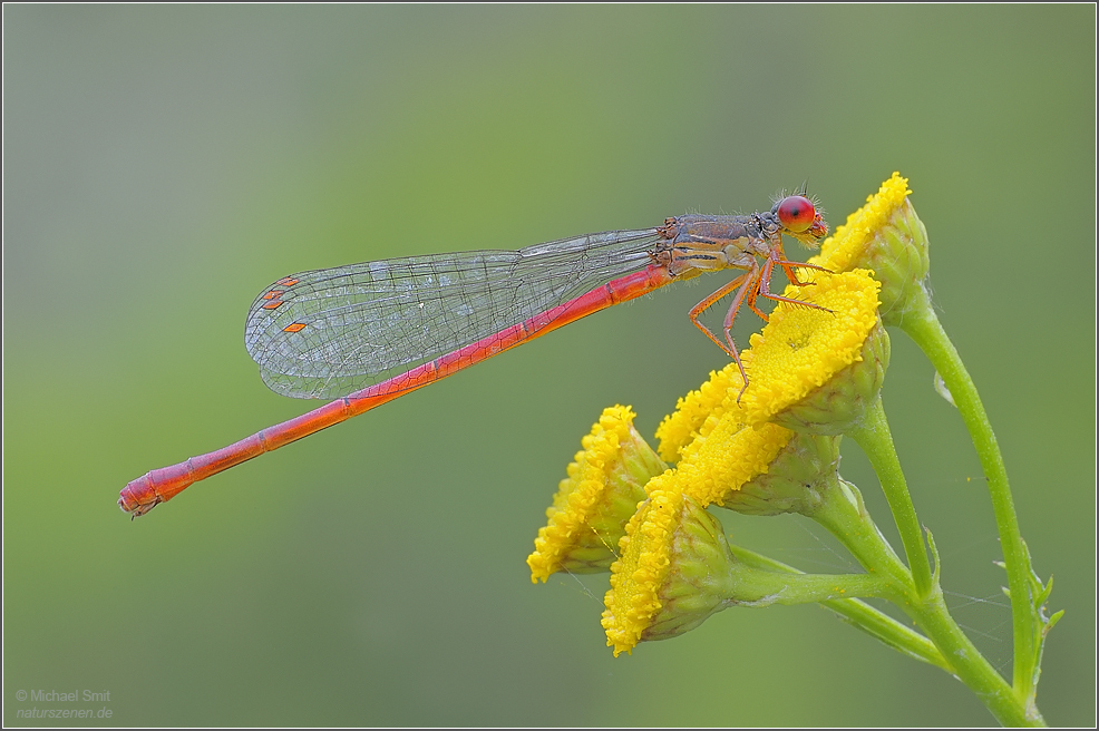 Scharlachlibelle (Ceriagrion tenellum)