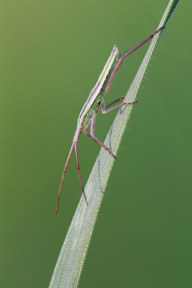 Grasgespenst