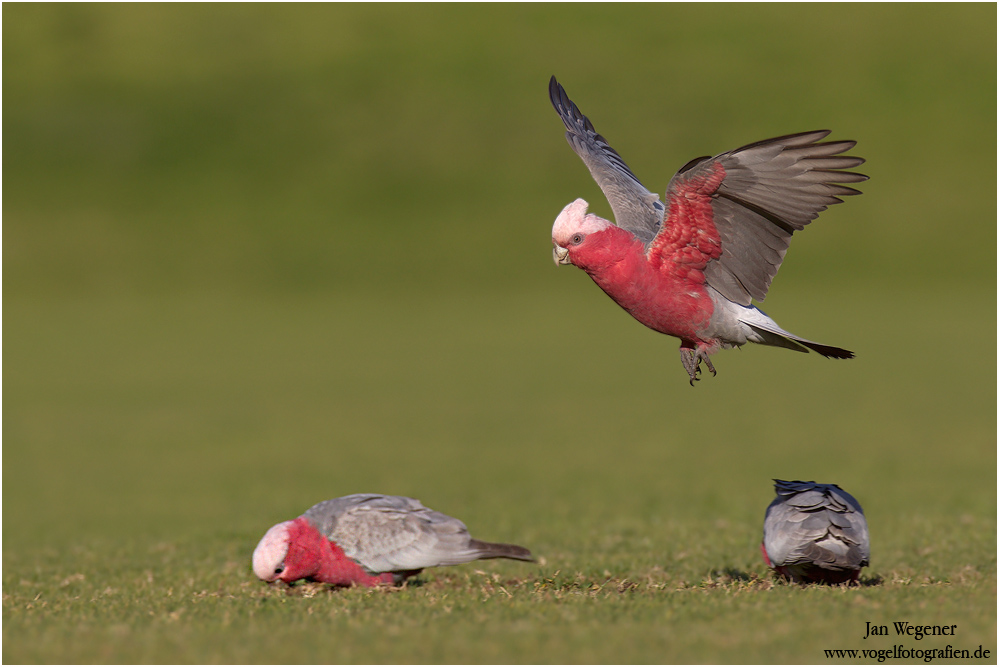 Rosakakadu (Eolophus roseicapillus) Galah