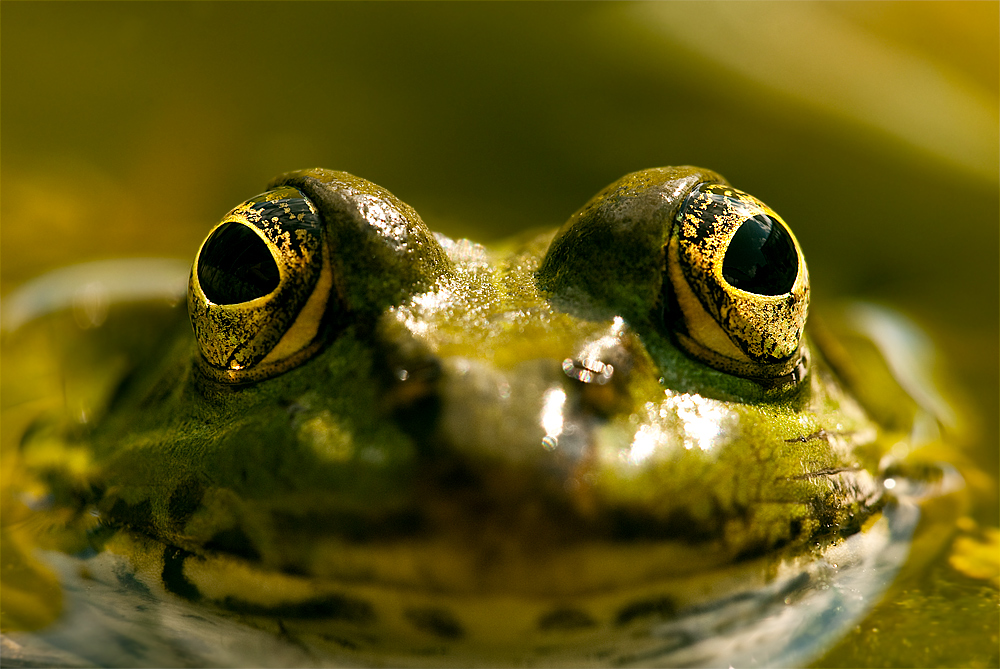 kleiner Wasserfrosch
