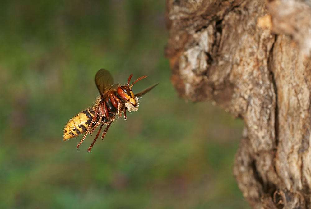 Anflug mit Nestmaterial