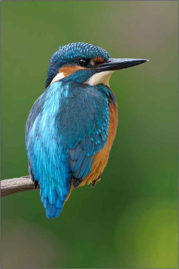 Eisvogel (Alcedo atthis)
