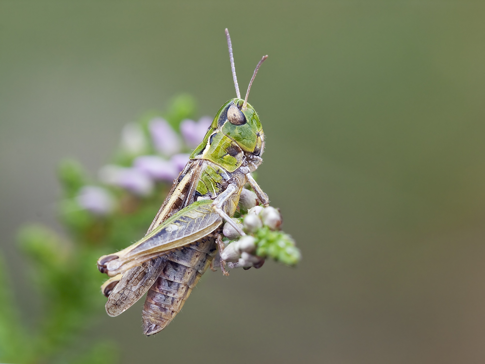 Gefleckte Keulenschrecke (Myrmeleotettix maculatus)